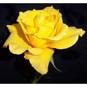 Роза "First gold"